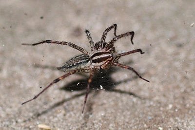 Local Pest Control Cheyenne, WY